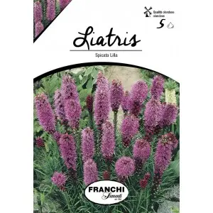 Bulbi liatris Spicata Lilla, 5 bulbi