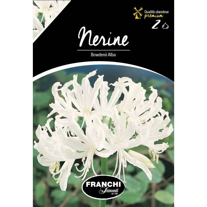 Bulbi nerine Bodwenii Alba, 2 bulbi