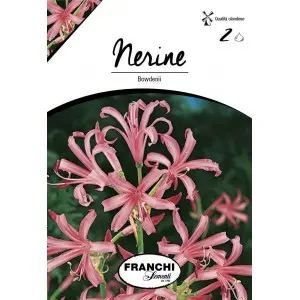 Bulbi nerine Bodwenii, 2 bulbi