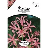 Bulbi nerine Bodwenii, 2 bulbi
