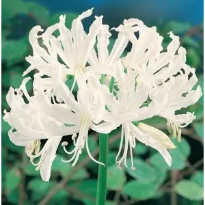 Bulbi nerine Bodwenii Alba, 2 bulbi