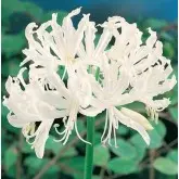 Bulbi nerine Bodwenii Alba, 2 bulbi