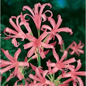 Bulbi nerine Bodwenii, 2 bulbi