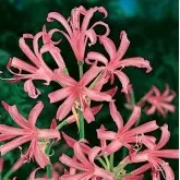 Bulbi nerine Bodwenii, 2 bulbi