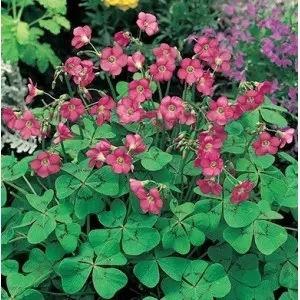 Bulbi oxalis Deppei Iron Cross, 25 bulbi