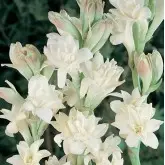 Bulbi tuberoza the Pearl, 1 bulb