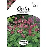 Bulbi oxalis Deppei Iron Cross, 25 bulbi