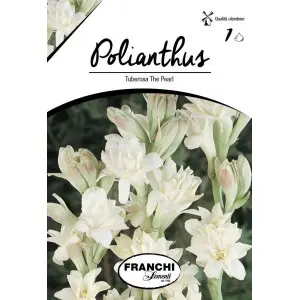 Bulbi tuberoza the Pearl, 1 bulb
