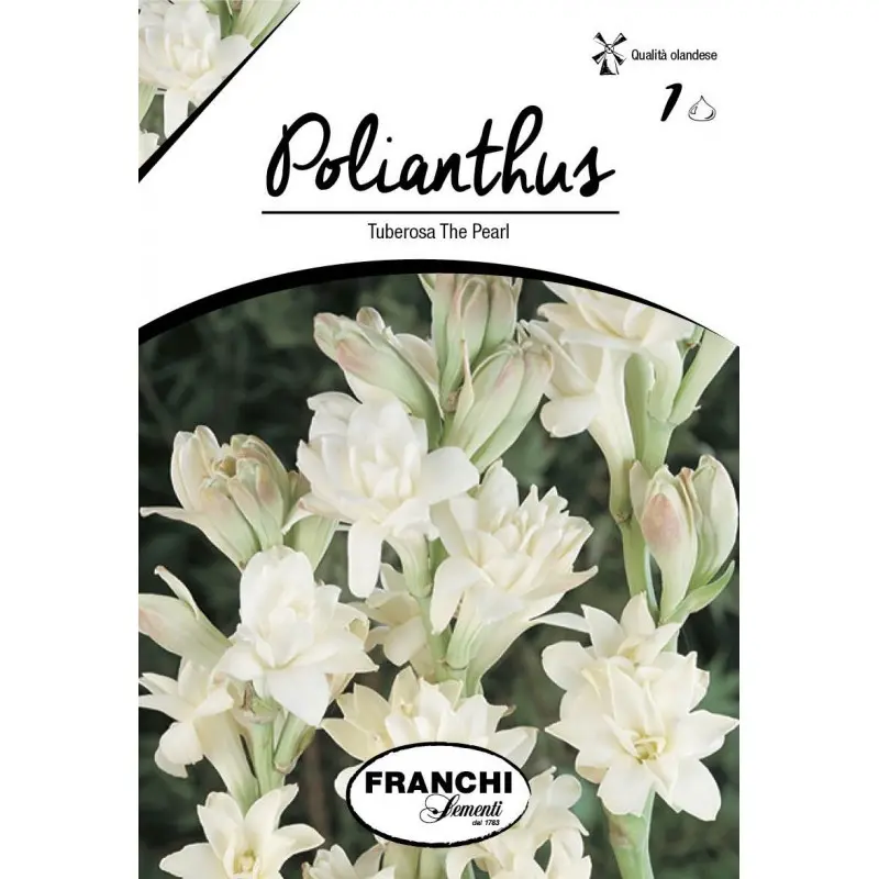 Bulbi tuberoza the Pearl, 1 bulb