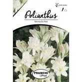Bulbi tuberoza the Pearl, 1 bulb