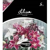 Bulbi crin oriental Mixtura, 5 bulbi