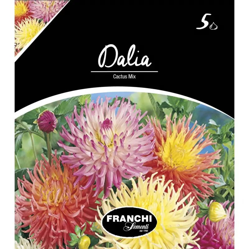 Bulbi dalia cactus Mixtura, 5 bulbi