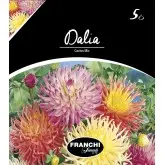 Bulbi dalia cactus Mixtura, 5 bulbi
