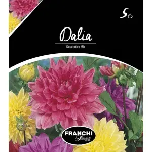 Bulbi dalia decorativa Mixtura, 5 bulbi