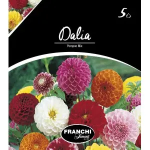Bulbi dalia pompon Mixtura, 5 bulbi