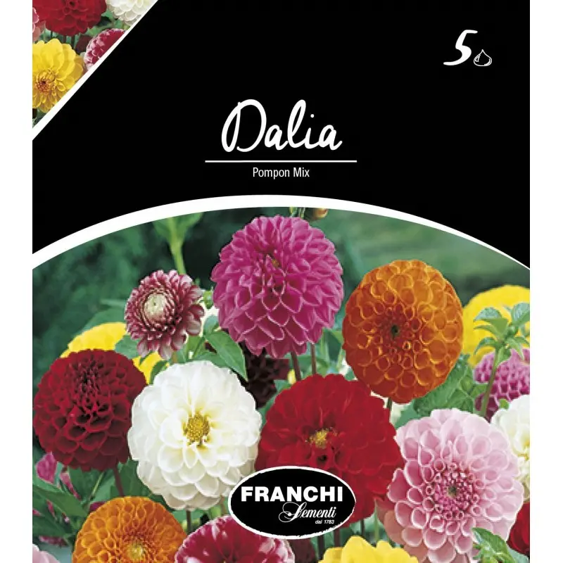 Bulbi dalia pompon Mixtura, 5 bulbi
