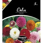 Bulbi dalia pompon Mixtura, 5 bulbi