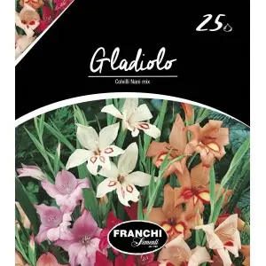Bulbi gladiola Colvilli Nani Mixtura, 25 bulbi