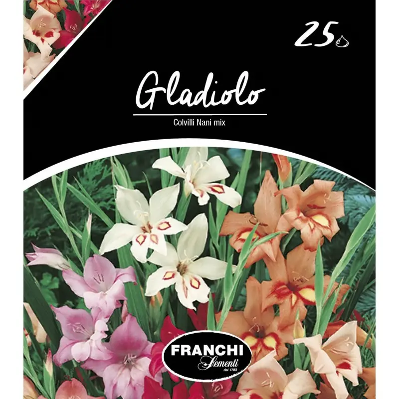 Bulbi gladiola Colvilli Nani Mixtura, 25 bulbi