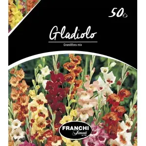 Bulbi gladiola grandiflora Mixtura, 50 bulbi