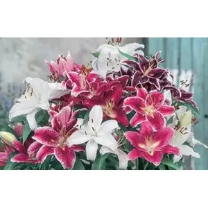 Bulbi crin oriental Mixtura, 5 bulbi