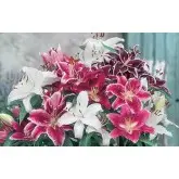 Bulbi crin oriental Mixtura, 5 bulbi