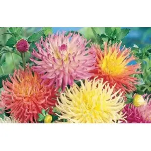 Bulbi dalia cactus Mixtura, 5 bulbi