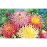 Bulbi dalia cactus Mixtura, 5 bulbi