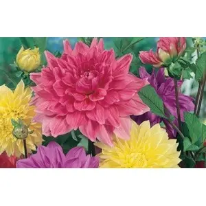 Bulbi dalia decorativa Mixtura, 5 bulbi
