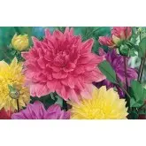 Bulbi dalia decorativa Mixtura, 5 bulbi