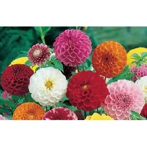 Bulbi dalia pompon Mixtura, 5 bulbi