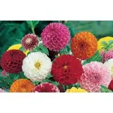 Bulbi dalia pompon Mixtura, 5 bulbi