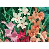 Bulbi gladiola Colvilli Nani Mixtura, 25 bulbi