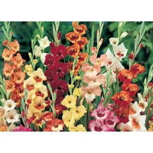 Bulbi gladiola grandiflora Mixtura, 50 bulbi