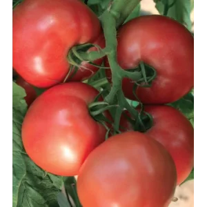 Seminte tomate Pink Heart F1