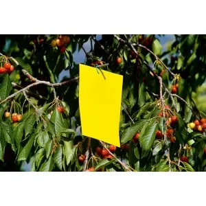 Capcane galbene pentru insecte 24x17 cm Stocker, set 10 buc