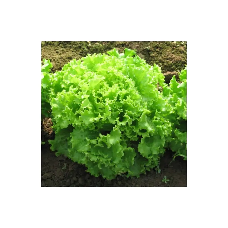 Seminte salata CRX 41018