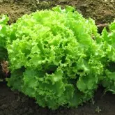 Seminte salata CRX 41018