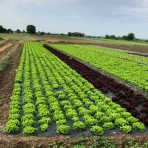 Seminte salata CRX 41018