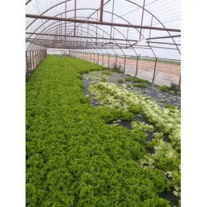 Seminte salata CRX 41018 F1