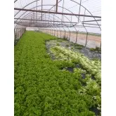 Seminte salata CRX 41018 F1