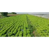 Seminte salata CRX 41018