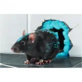 Spuma raticida Racumin Foam