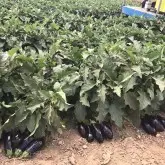 Seminte vinete Aragon F1