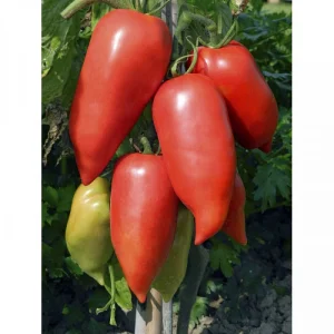 Seminte tomate Cornabel F1