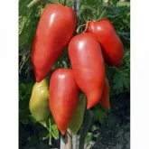 Seminte tomate Cornabel F1