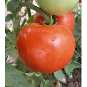 Seminte tomate Naslada F1
