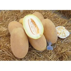 Seminte pepene galben Rachel F1