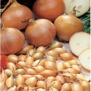 Arpagic auriu Stuttgarter, calibru 18/21, 1 kg