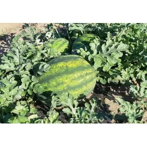 Seminte pepene verde Red Secret F1